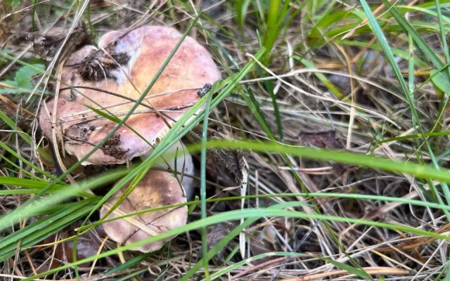 Апартаменты Сосны