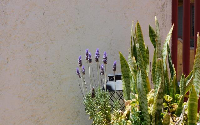 Отель El Huizache Rotamundos