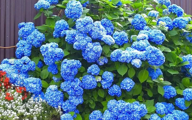 Psyrtskha Guest house