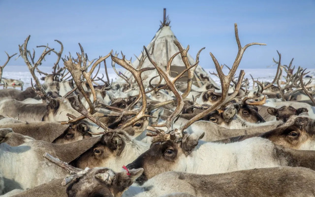 Кемпинг Sava Syo