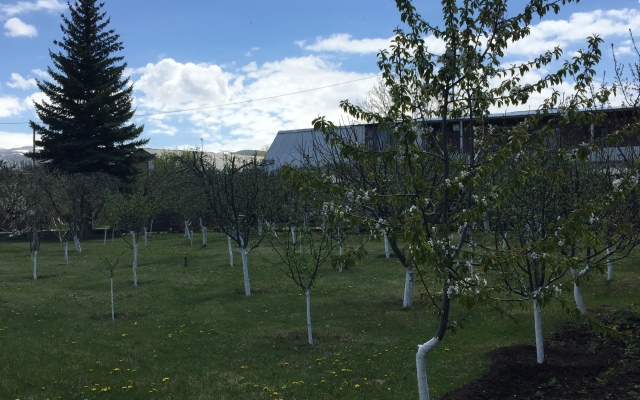 Apple Tree Guest House