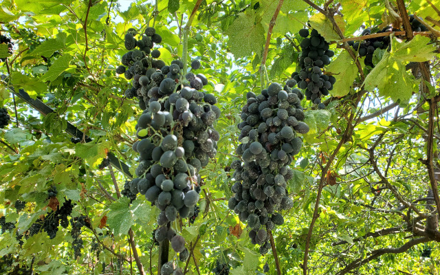 Отель West Tbilisi