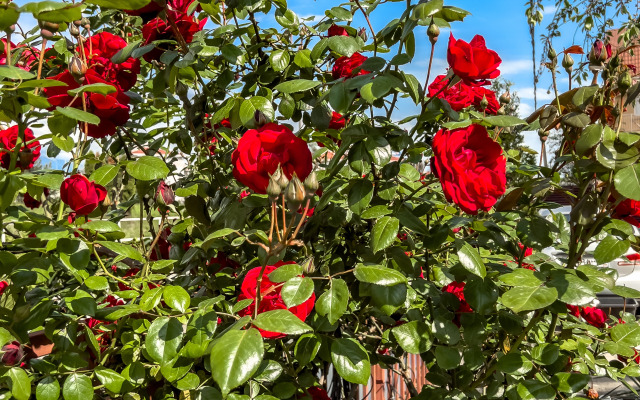 Апартаменты Апартамент на первой береговой линии 300 метров до моря