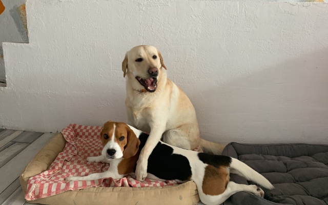 Гостевой дом Пинтуш