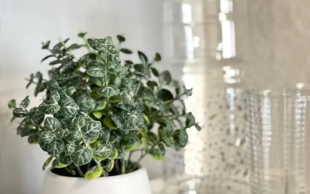 Апартаменты на Проспекте Ветеранов 181