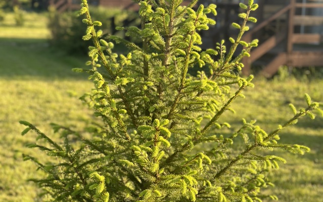 Шале Веслево