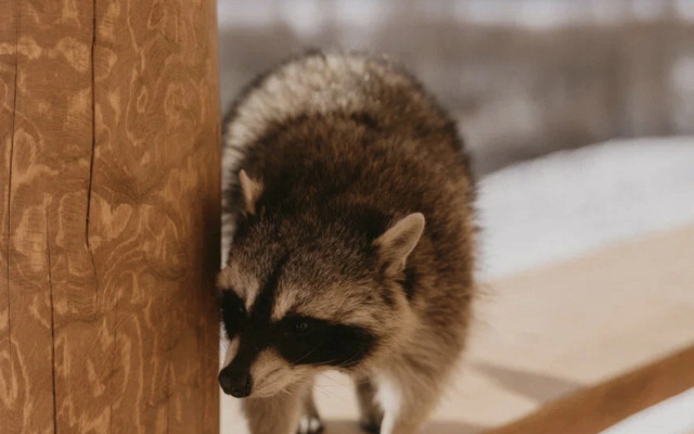 База отдыха Шинки