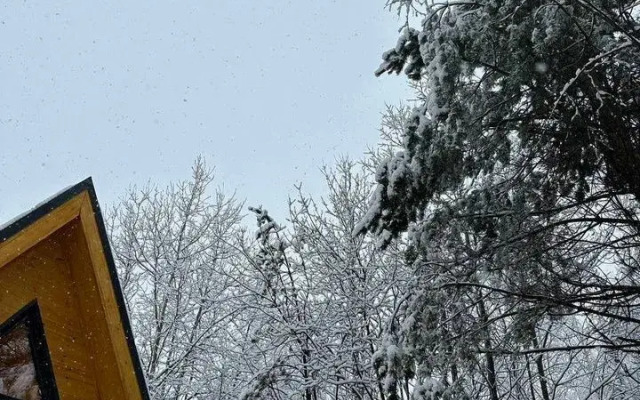 Частный Дом Березовый в Сосновом Лесу