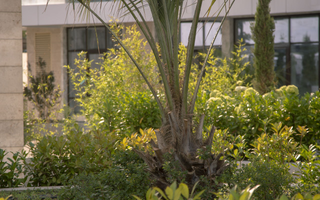 Zelenaya Laguna Flat