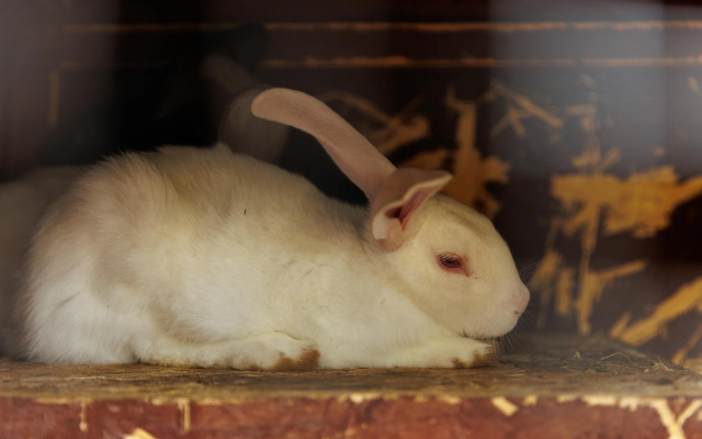 Отель Кумуткан