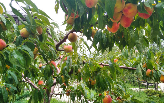 Гостевой дом Добрый Бобр
