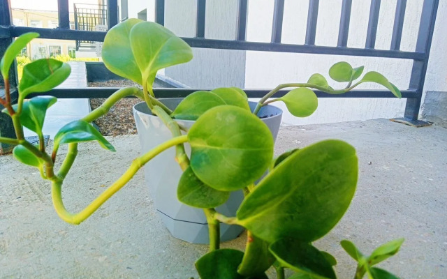 Na Ulitse Gertsena 4a Flat