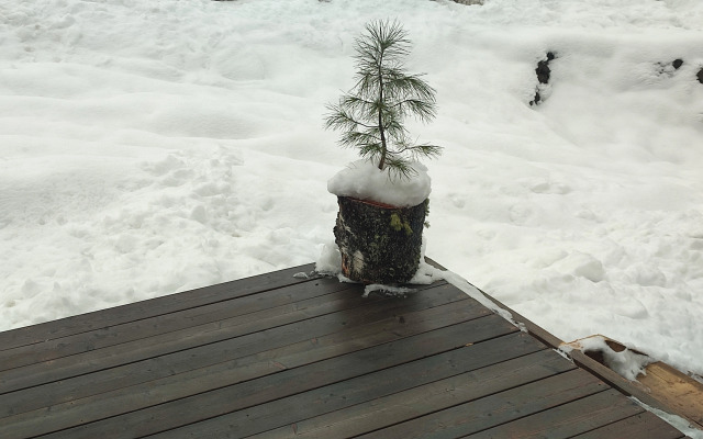 Шале Shiska_Gesh