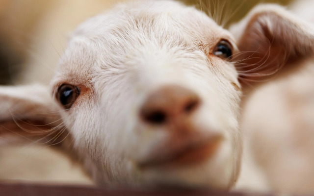 Отель Кумуткан