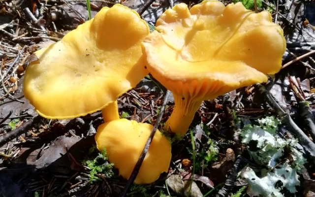 Гостевой дом Лисий берег