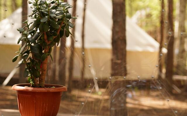 Molodost Glamping
