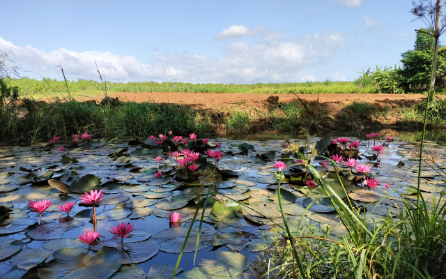 Harmony Haven in Udawalawe Glamping