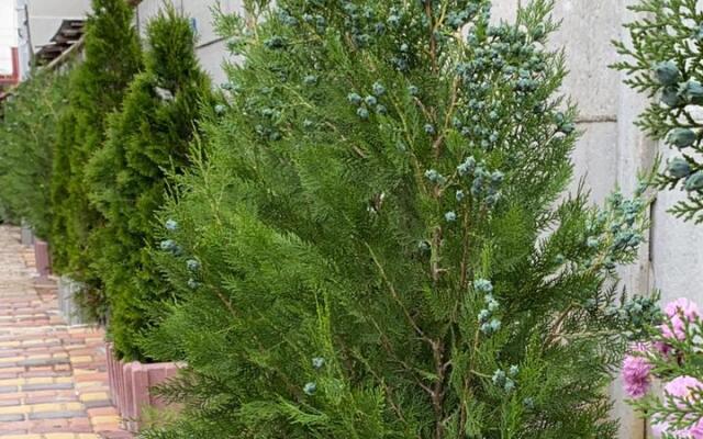 Гостевой дом RiHotel Крым