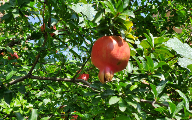 Отель West Tbilisi