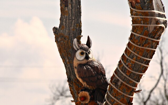 База отдыха Роза ветров - фото 4