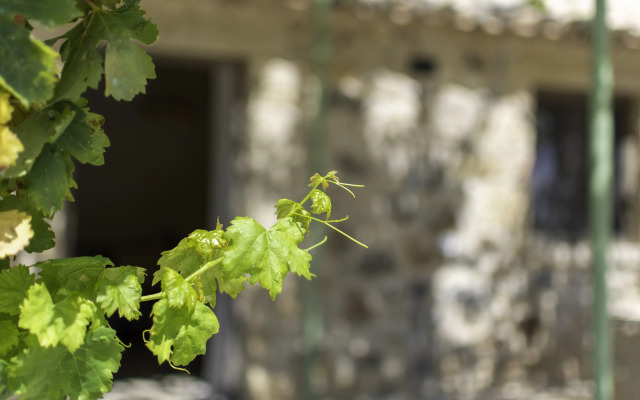 Olive Grove by the Sea Kardamyli Private house