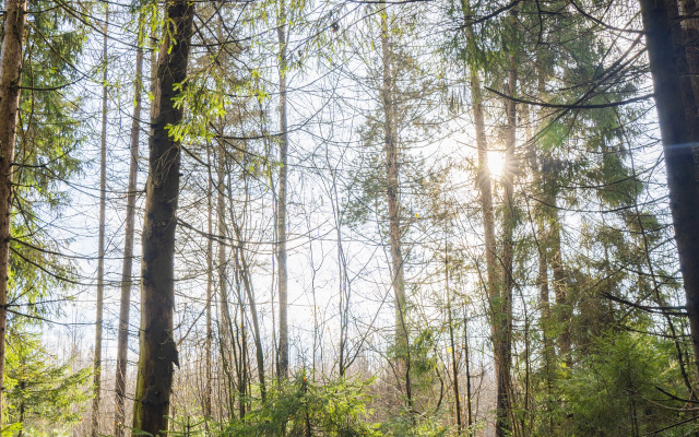 Частный дом Дом-Сфера в Лесу