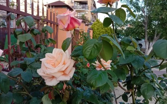 Angelina Guest house