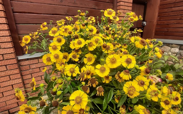 Гостевой дом Суздальское подворье с русской баней