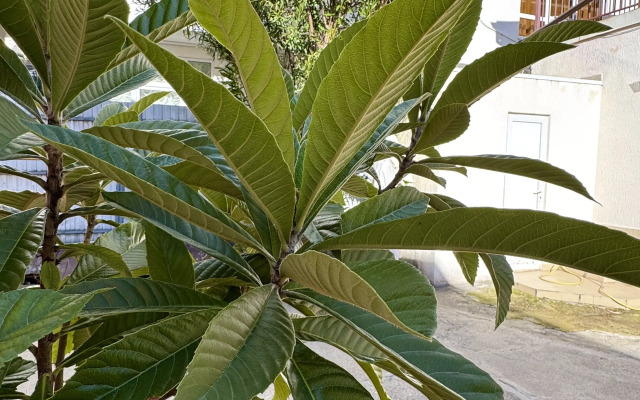 Guest House Semeyny Ostrov