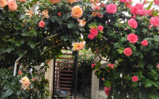 Elena Guest House