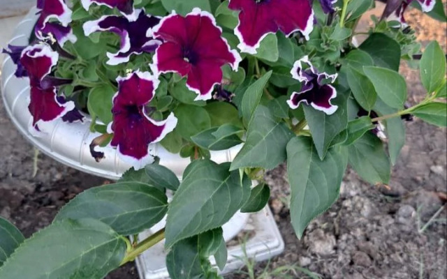 Гостевой дом Таловиночка