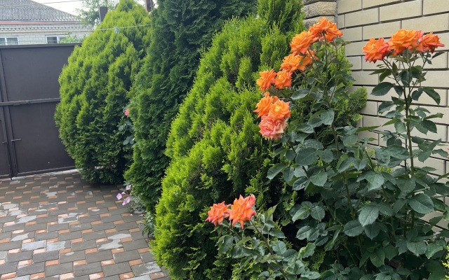 Orhideya Guest House