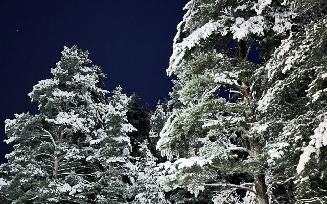 Частный дом в соснах