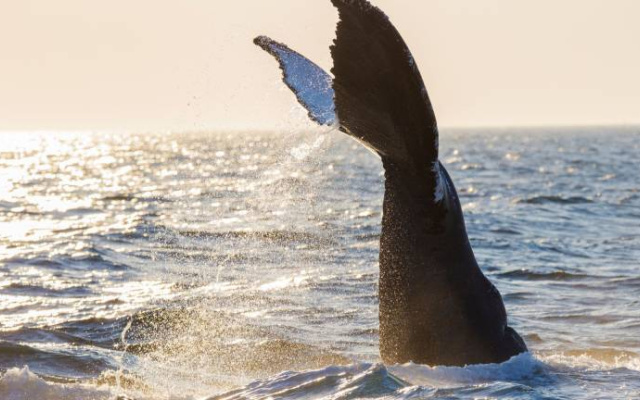 Отель Whale Tails
