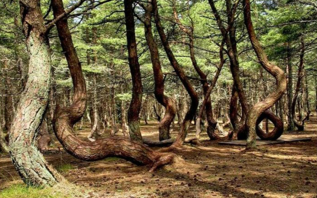 Квартира Большая Окружная 2Б/1