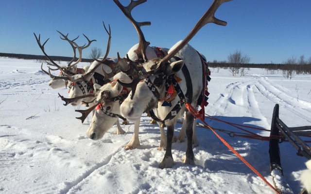 Medvezhij Ugol Guest House