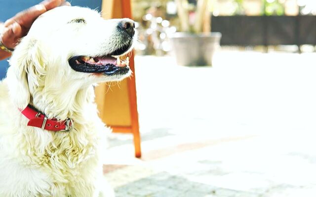 Бутик-отель Manastırhan Kazdağları Butik-Hotel