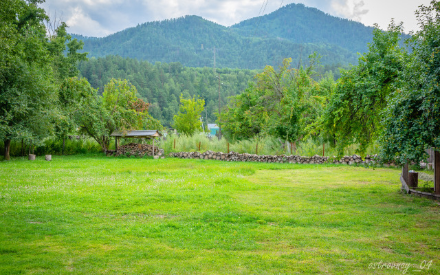 Homestead Golden Bear