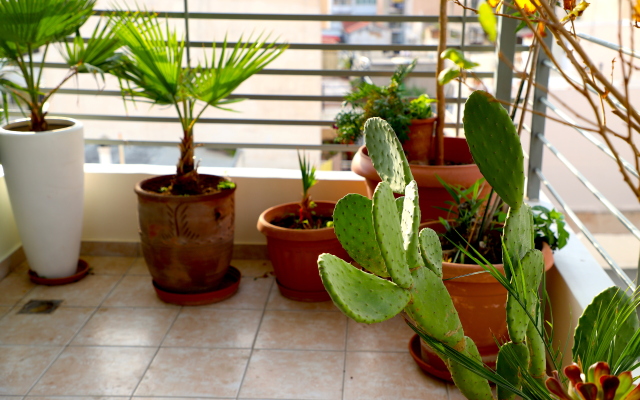 Green Black Eyed Happy Spot In Athens Apartments