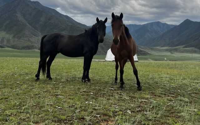 Глэмпинг Brosko Terra