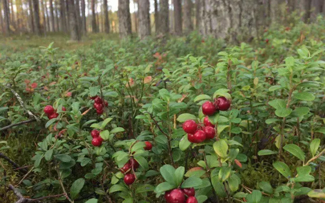 Гостевой дом Лось