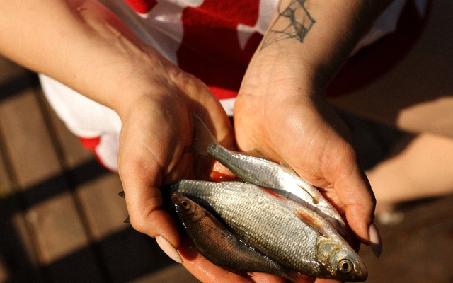 Частный дом Гостевой Дом с единорогом в Ферапонтово