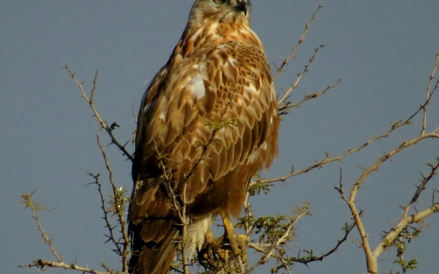 Отель Dera Baghdarrah Nature Retreat Udaipur