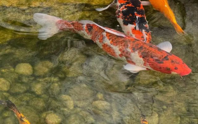 Апартаменты Локация Японский Сад