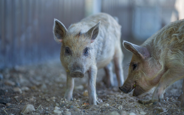 Отель Комплекc Загородного отдыха  Место 7