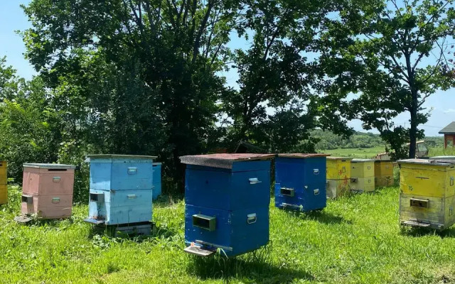 Recreation camp Sinegorye