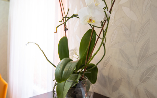 Апартаменты PtzHome Cтудия Орхидея