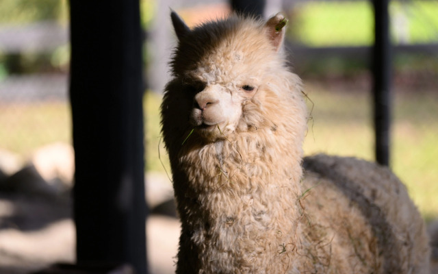 Отель Чага Дом