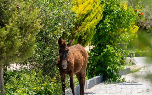 Simlarda Aquapark Otel
