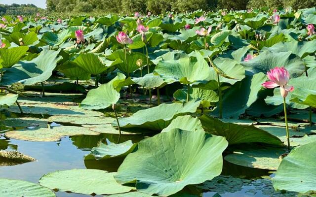 База отдыха Домик в Лотосах